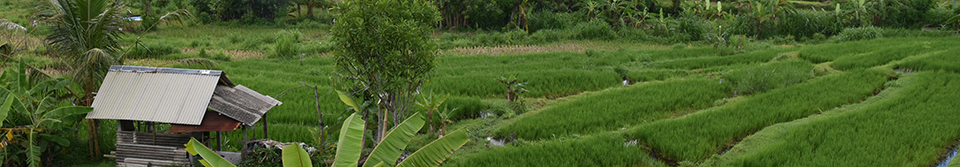 chroniques d'Indonesie